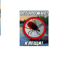 Внимание жителям: Осторожно Клещи!